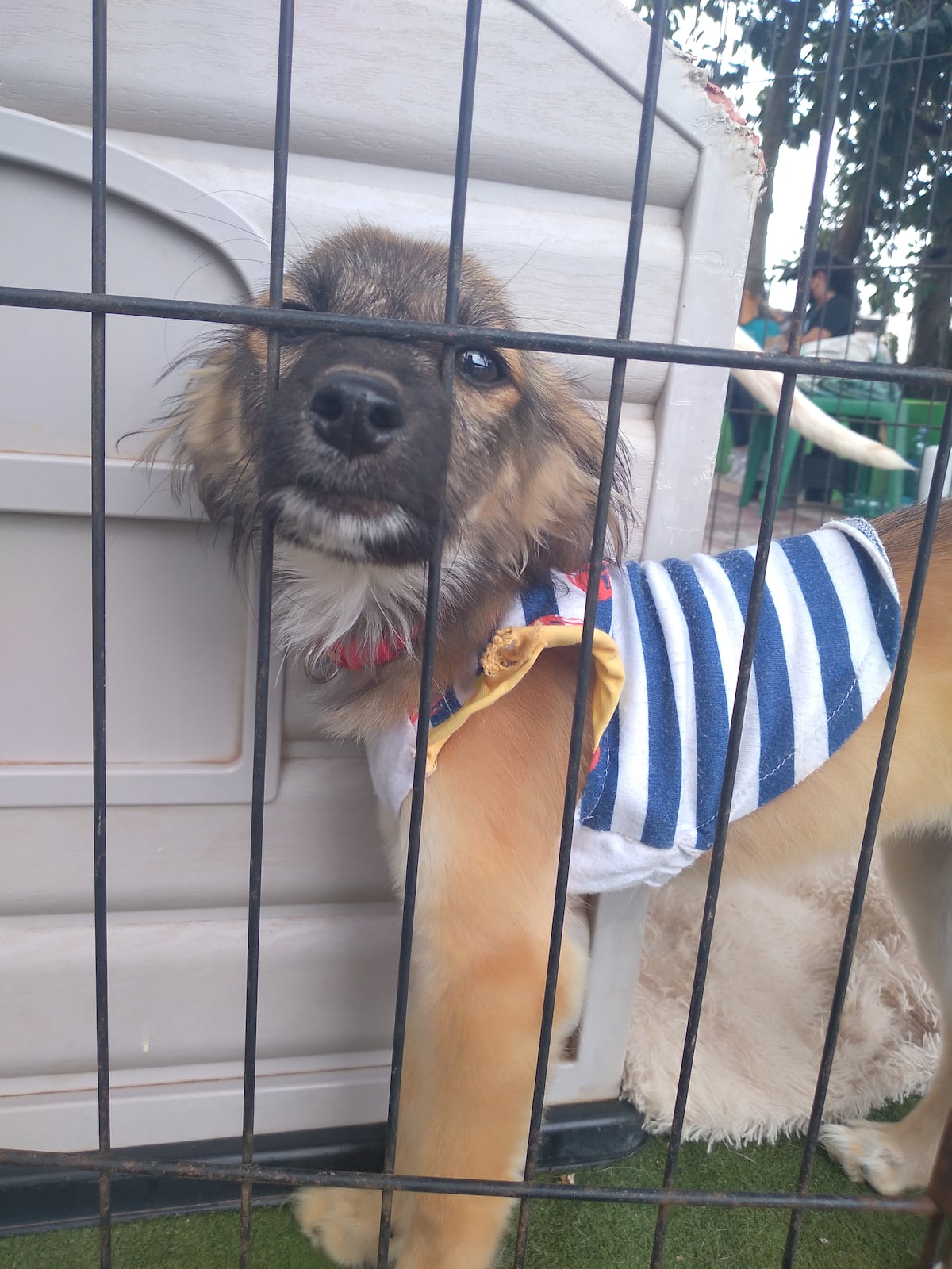 Pancho lleva tiempo esperando que lo adopten y nada.  Recolectan enseres para animales maltratados. Video