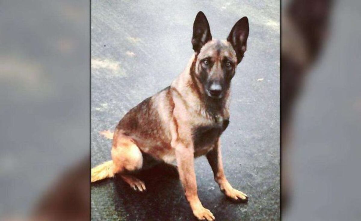 ¡SE LE METIÓ EL DIABLO! Arrestan a hombre por morder a un perro