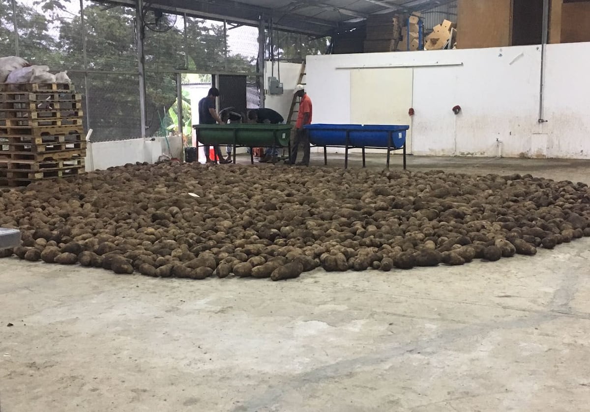 Ñame de exportación. Se siembra en Panamá este y la provincia de Darién
