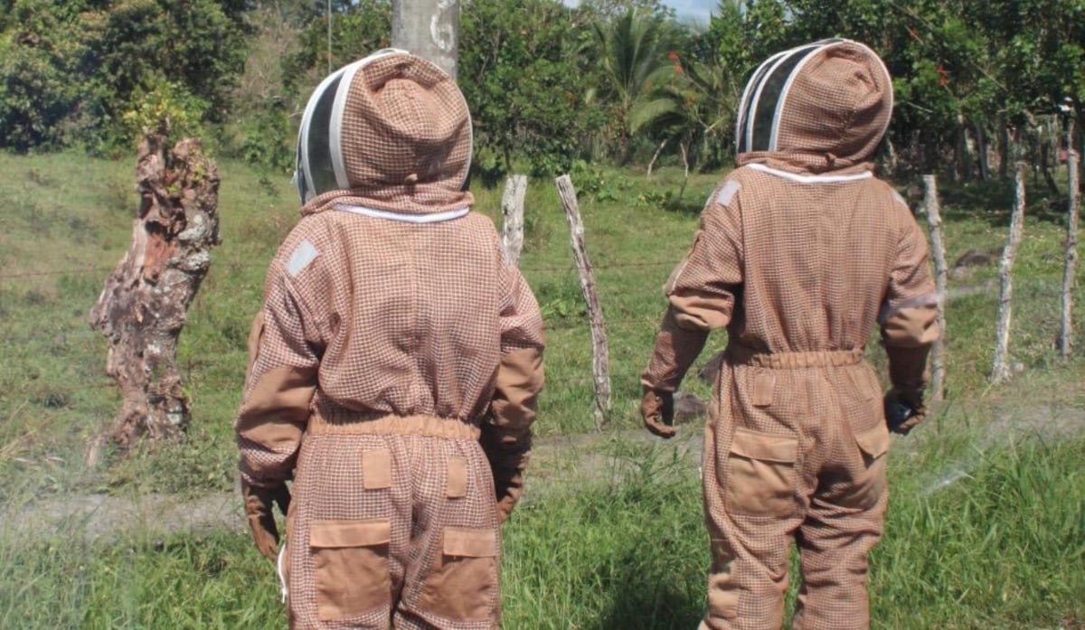 Cuidado con las abejas: Se registran más de 3,800 casos de ataques. Así puedes evitar ser atacado