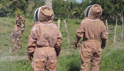 Cuidado con las abejas: Se registran más de 3,800 casos de ataques. Así puedes evitar ser atacado