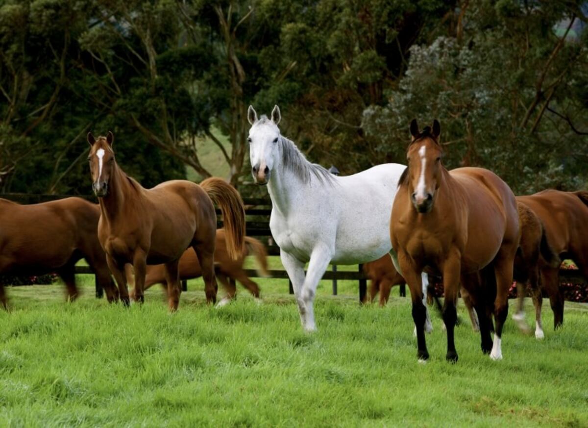 Harás Cerro Punta prende la pista: 32 potros a subasta este 25 de octubre