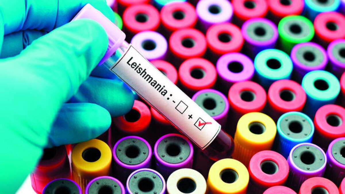 Van en descenso. Casos de leishmaniasis en Bocas del Toro