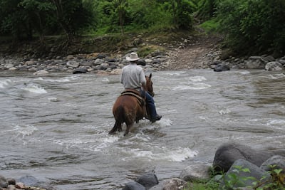 Caballo regresó solo y encendió las alarmas: hallan muerto a adulto mayor en río de Capira