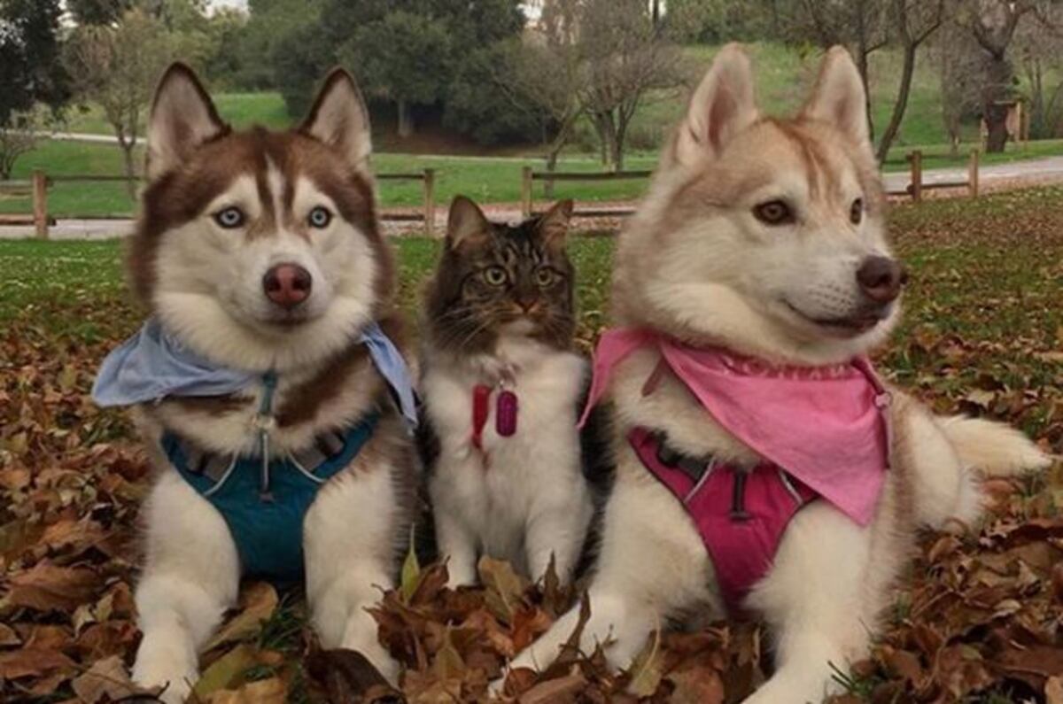 ¡Morirás de ternura! Huskies siberianos adoptaron a una gata que se cree perro