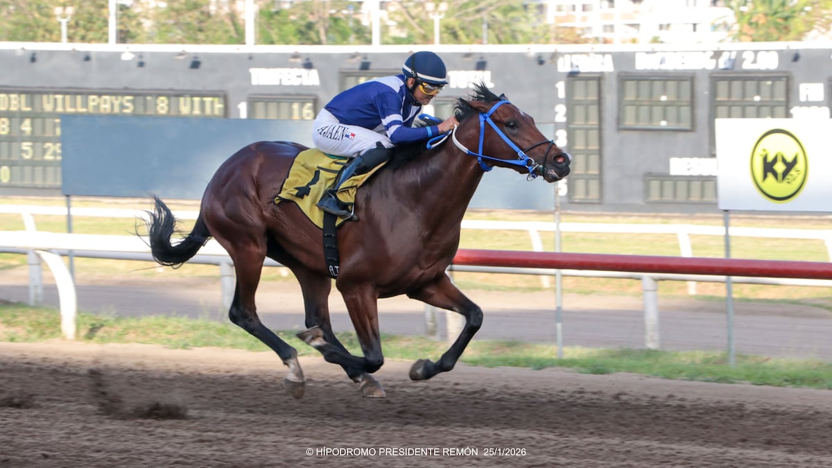 ‘Showthani’ da cátedra en su primer carrera y se perfila para el Clásico