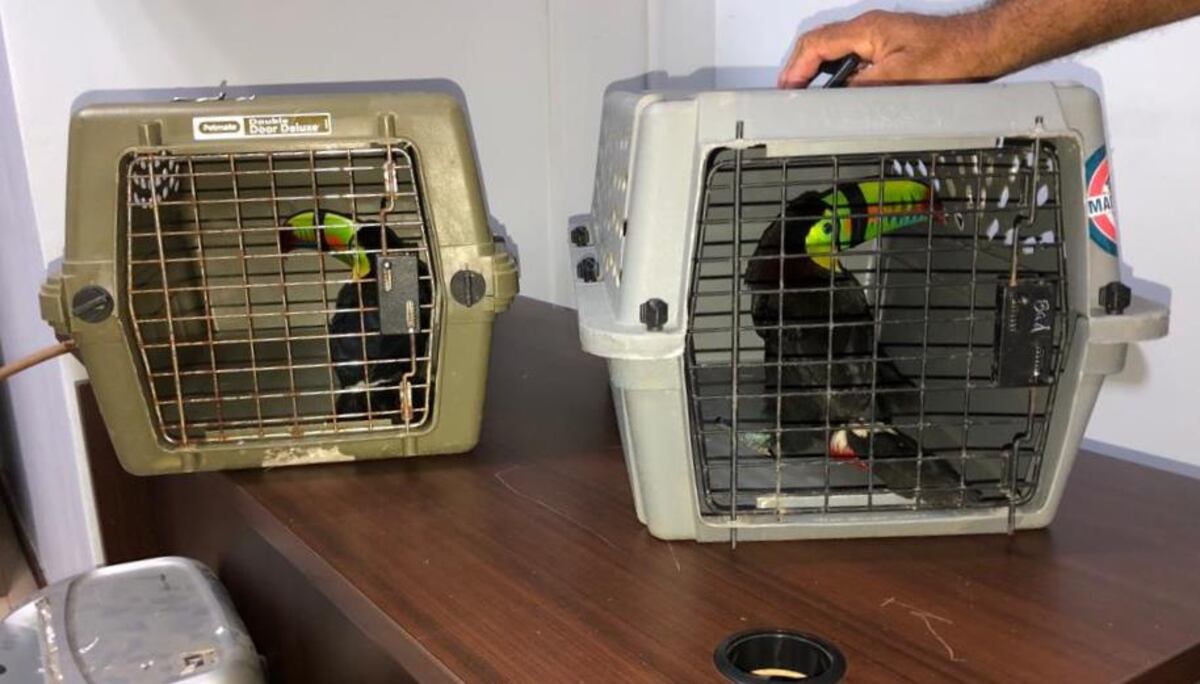 Decomisan dos tucanes en Bocas del Toro