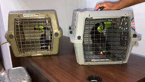 Decomisan dos tucanes en Bocas del Toro