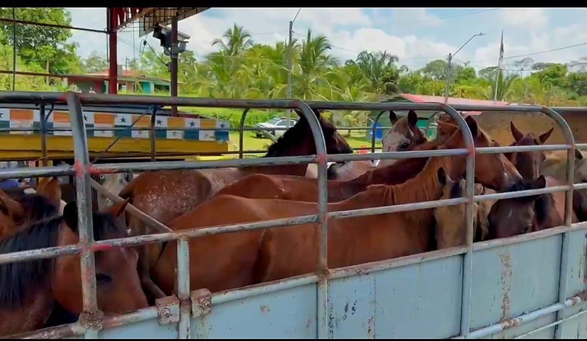 Aprehenden a ciudadano por presunta falsificación de documentos en Chiriquí +Video