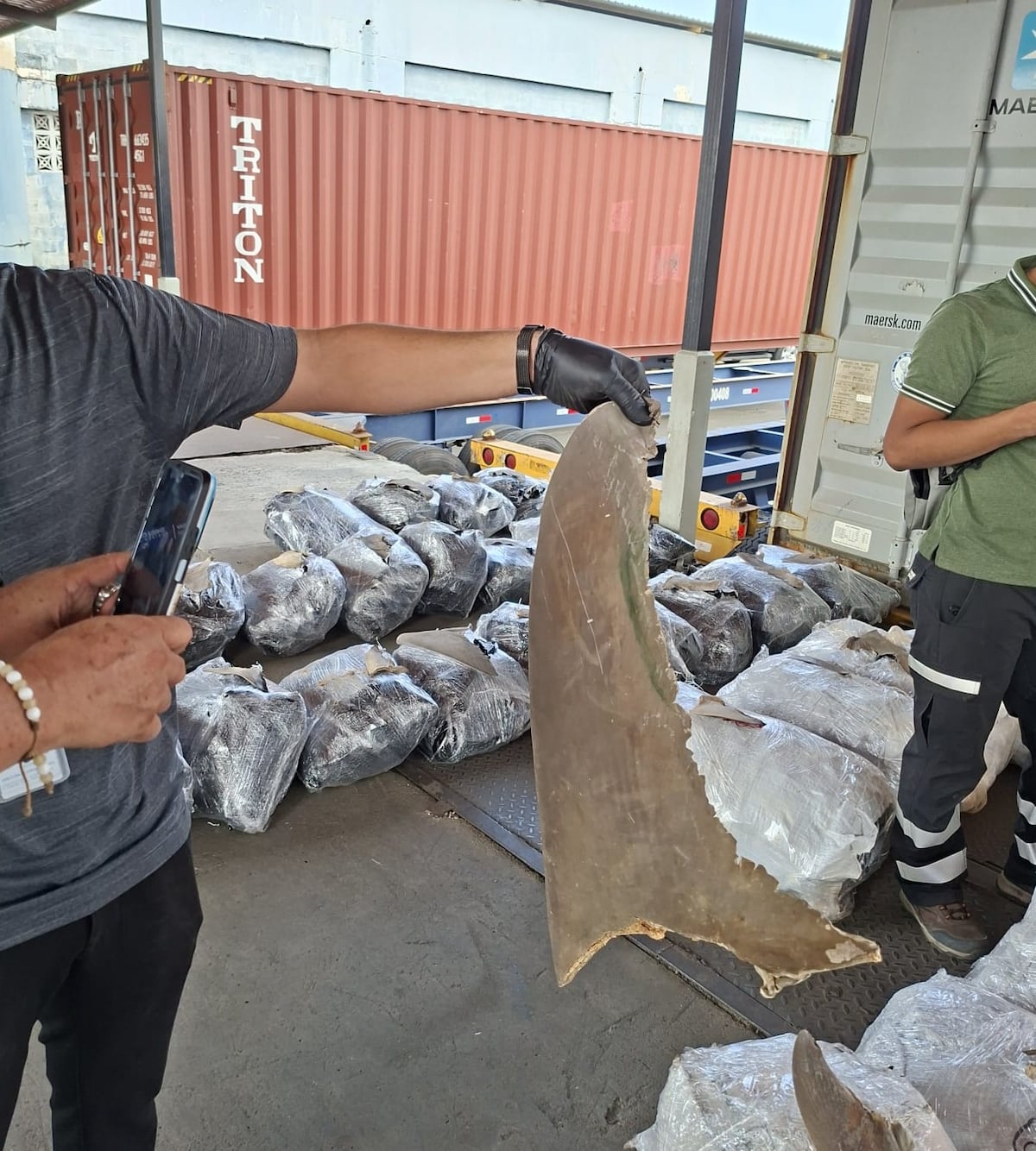 Declararon ‘buche de pescado’, pero encontraron 109 sacos de aletas de tiburón en Colón