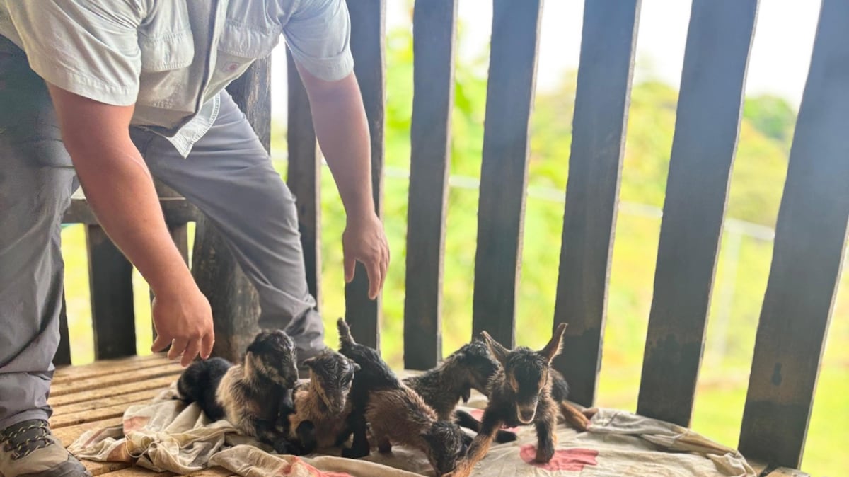 MIDA reporta histórico nacimiento de quíntuples caprinos mediante inseminación artificial