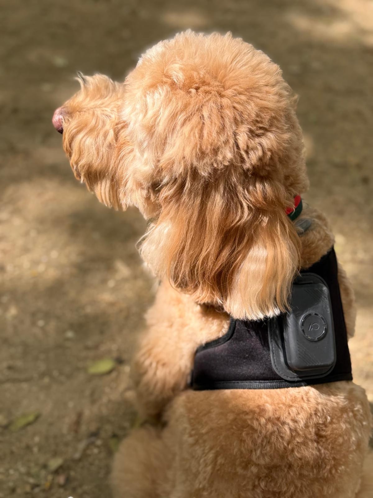 Un dispositivo biométrico ayuda a los dueños de los perros a anticipar problemas de salud