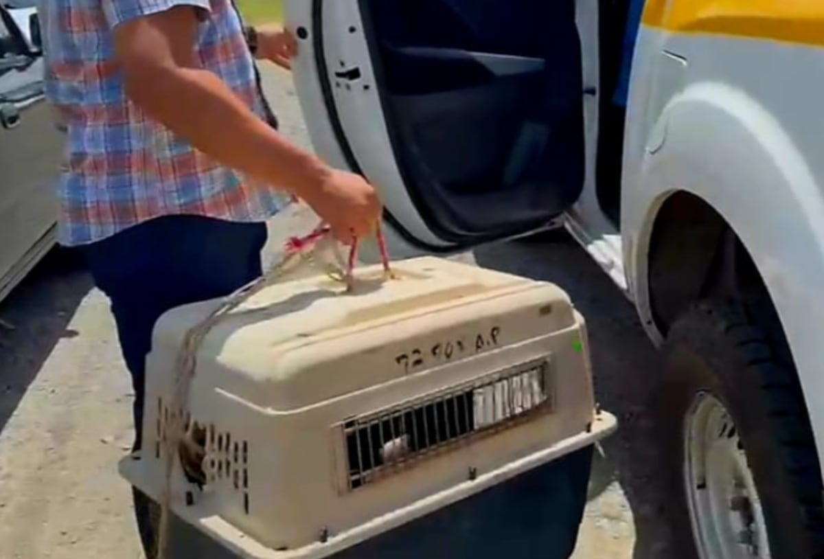 Alerta ciudadana permite que unidades del SENAFRONT rescataran cuatro crías de mapache en Chiriquí + VIDEO