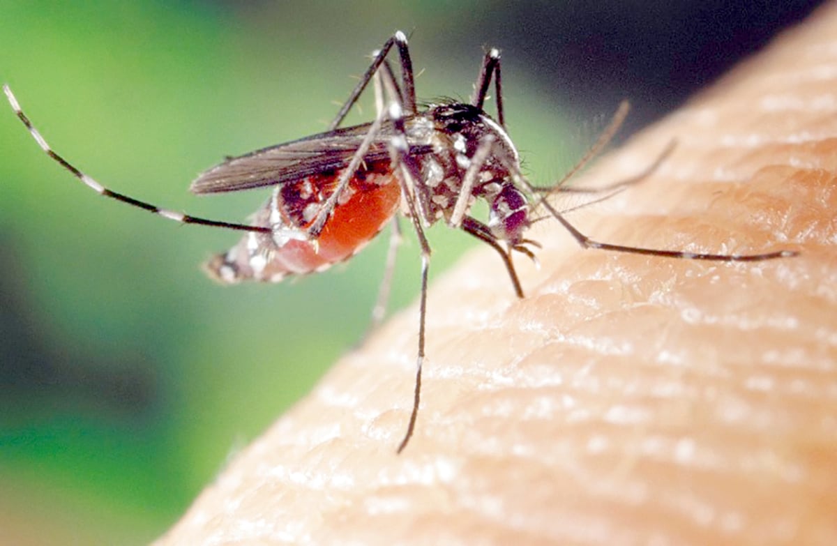 El mosquito sigue atacando: 11 muertos y más de 7 mil casos de dengue en Panamá