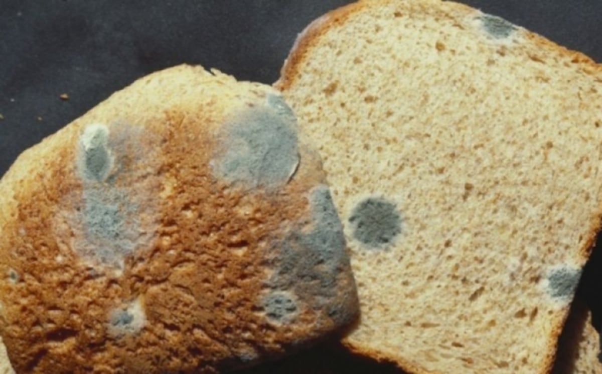 ¡Cuidado! Cortar el moho del pan para comerte el resto no es buena idea