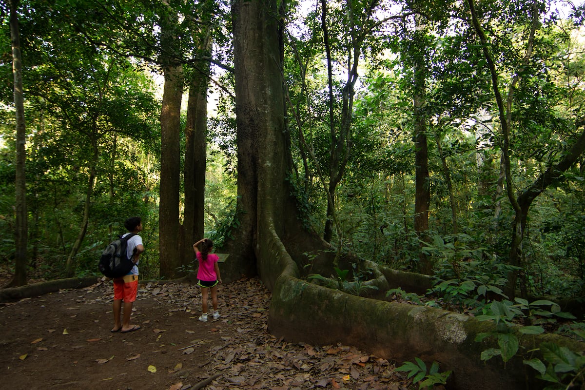 Caja de Ahorros y ANCON siembran vida en el Parque Nacional Soberanía