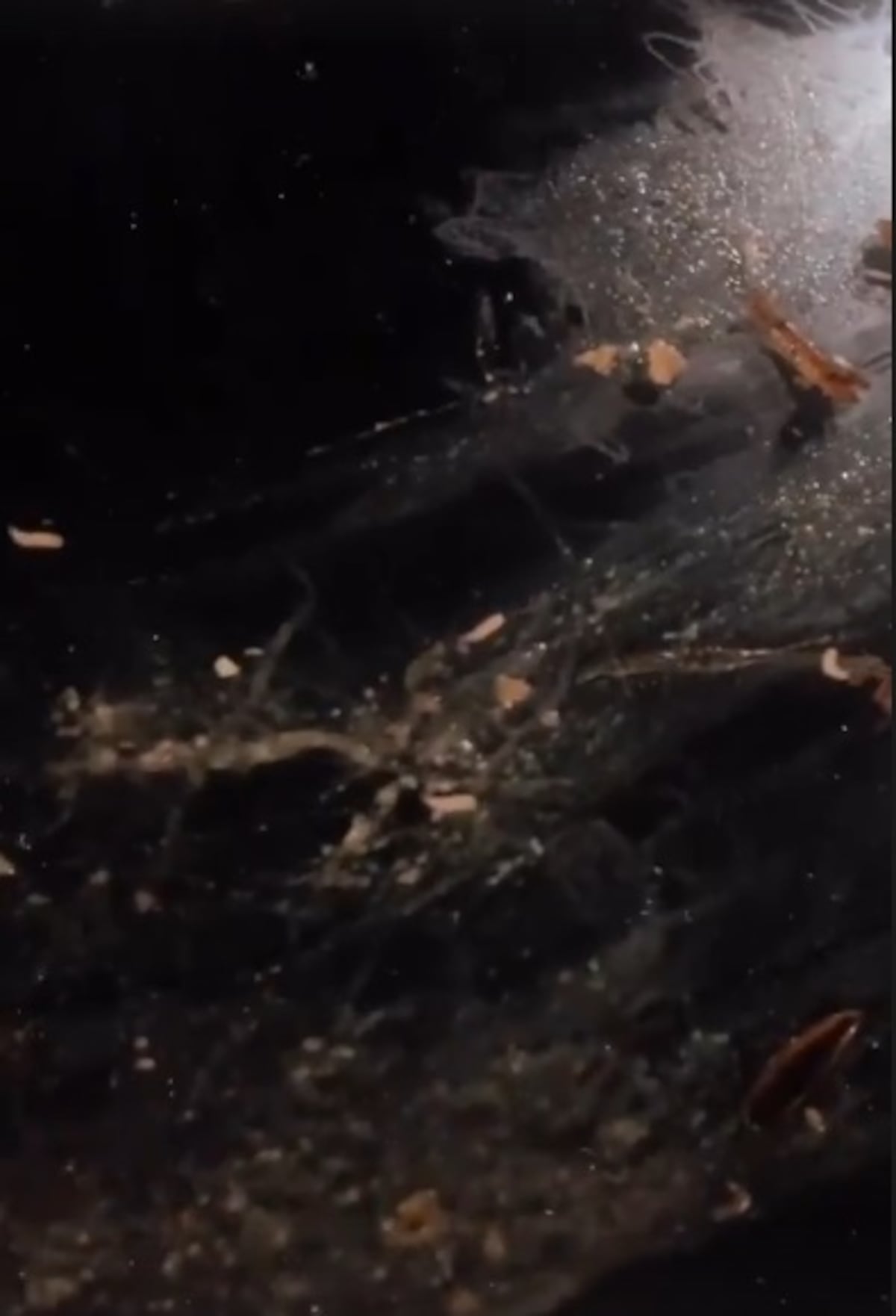 Le tiran gusanos. Vandalizan auto de presentadora de TV Clarissa Ábrego. Video