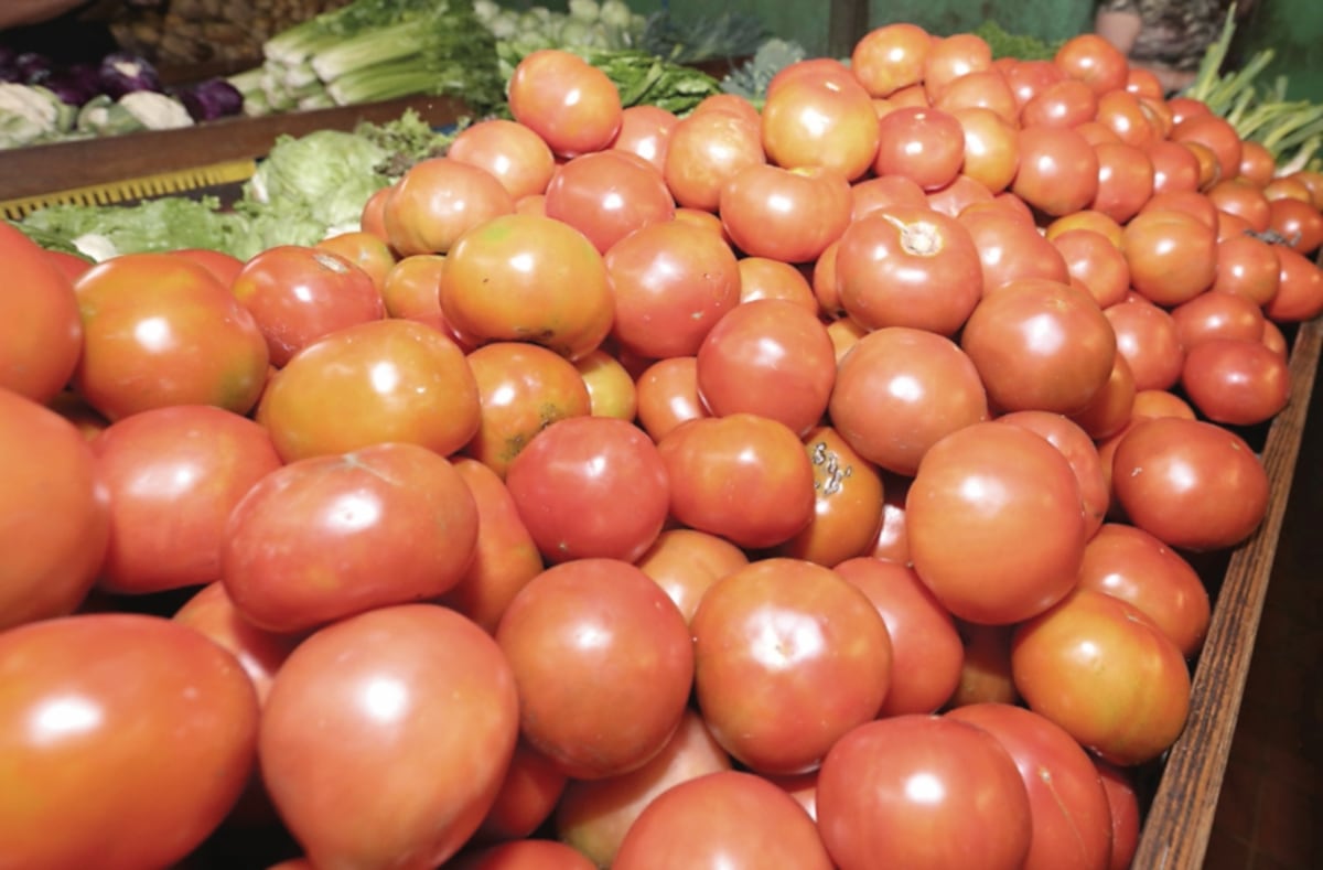 Panamá importará tomate, los factores climáticos afectaron la producción