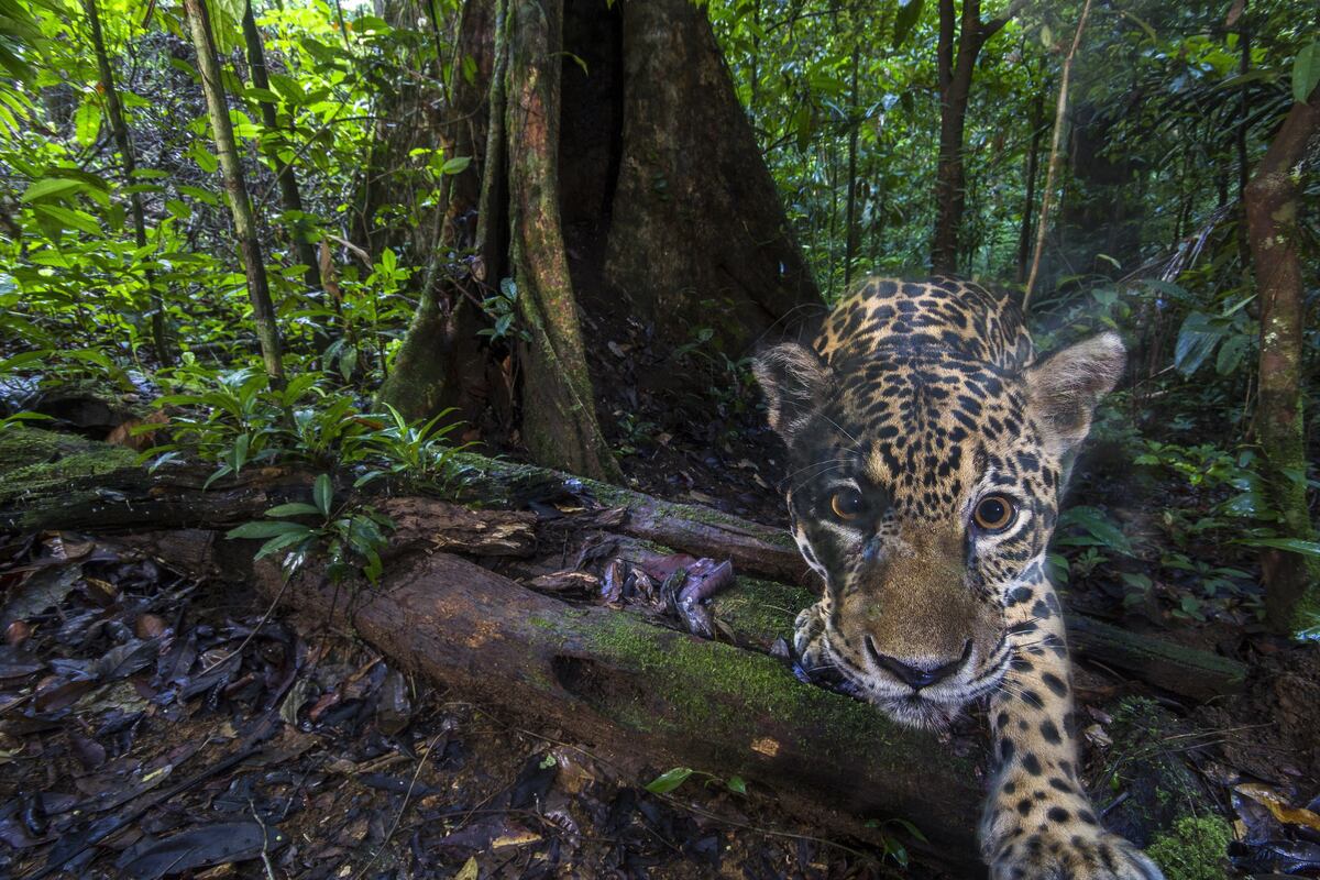 Capturan imágenes de alta resolución de jaguares cerca del Amazonas