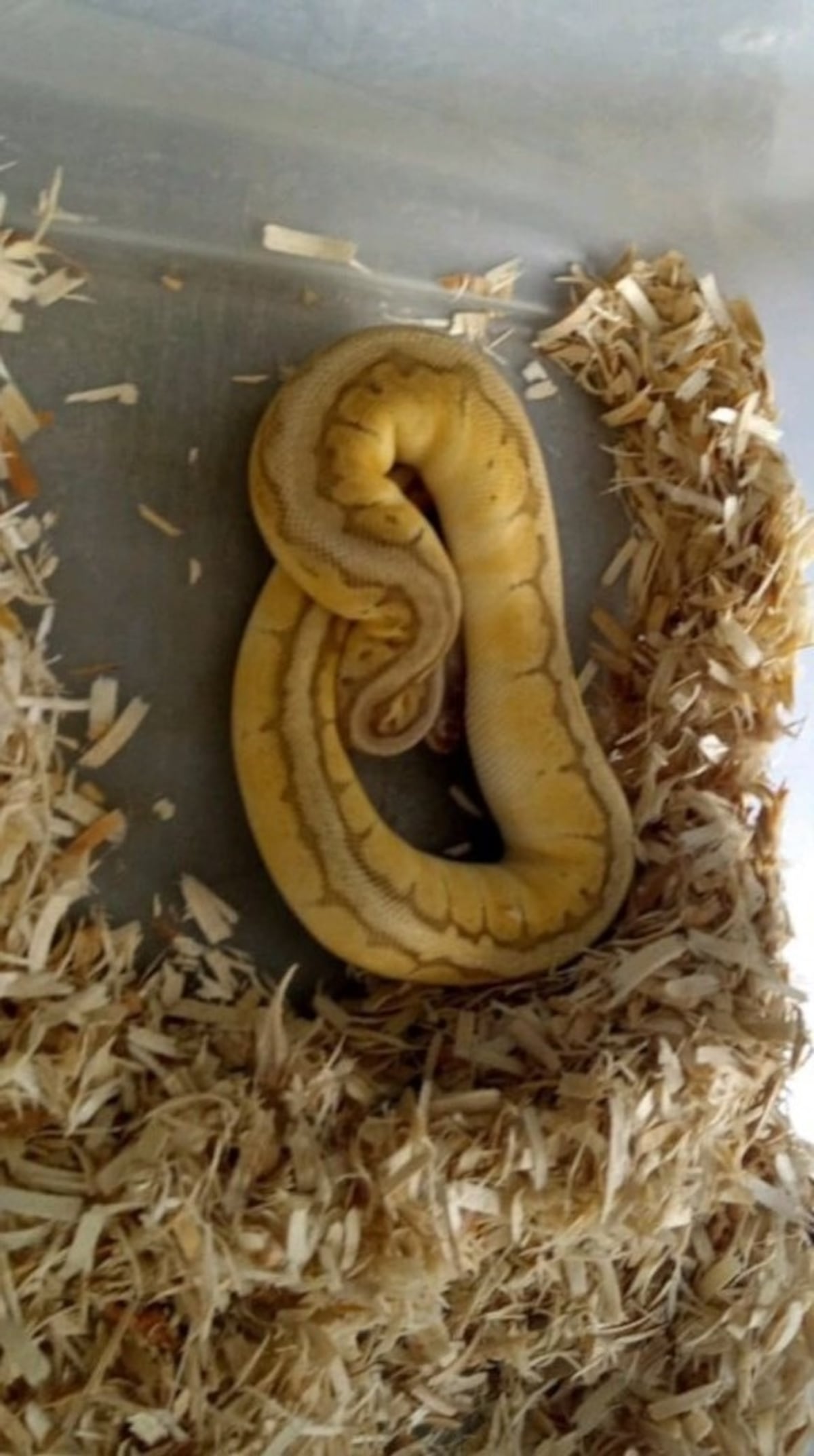 Traficaban serpientes. Un mercado negro de animales exóticos podría estar operando en Panamá