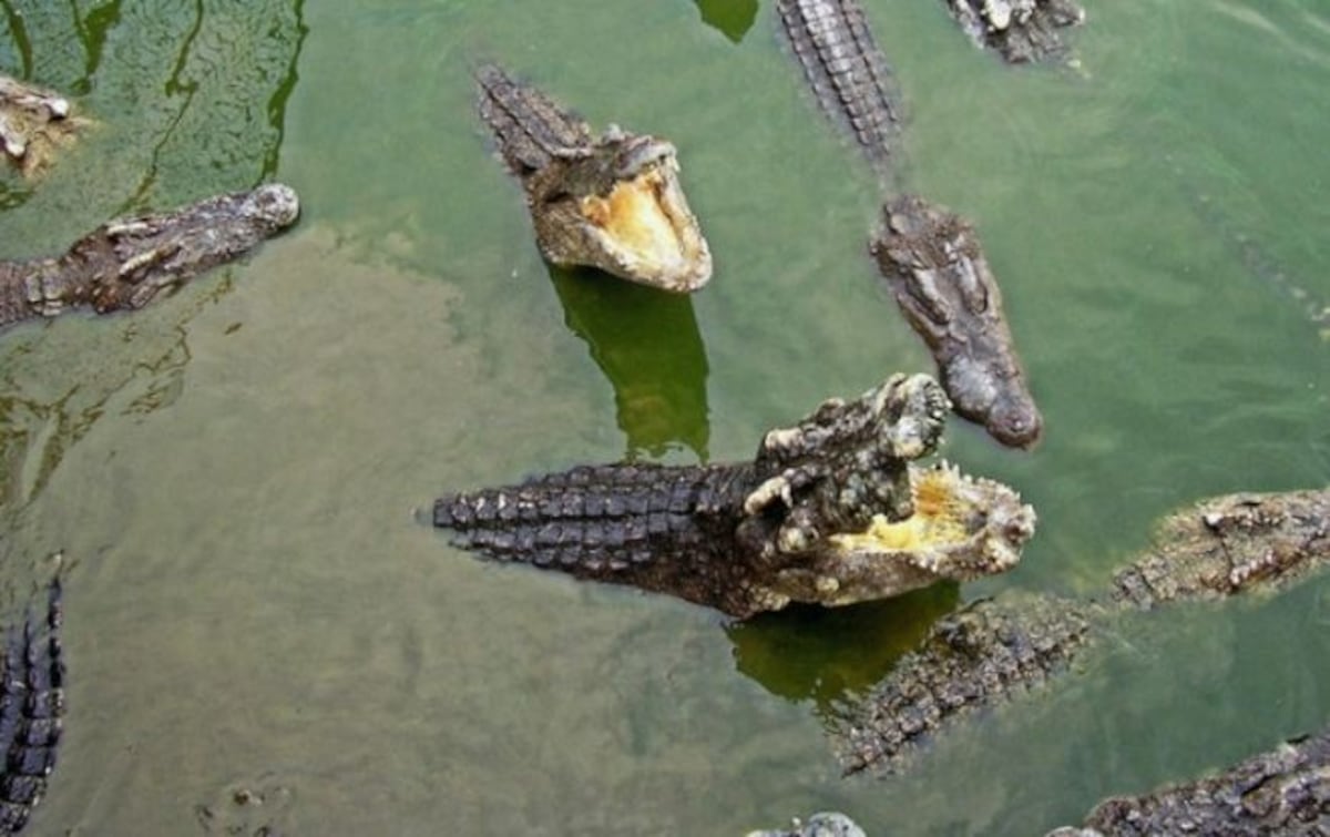 Hombre alimenta a cinco cocodrilos de su mano como si fueran mascotas (+Video)