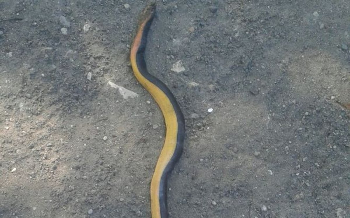 ¡PELIGRO! Confirman presencia de serpientes venenosas en estas playas.Chequea