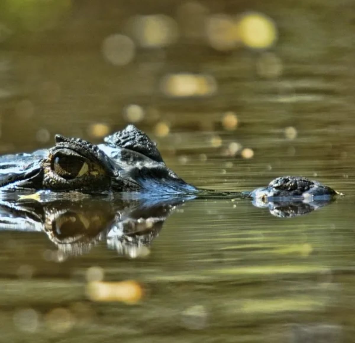 ¡Tragedia en Anachucuna! Niña de 11 años muere por ataque de gigantesco lagarto 