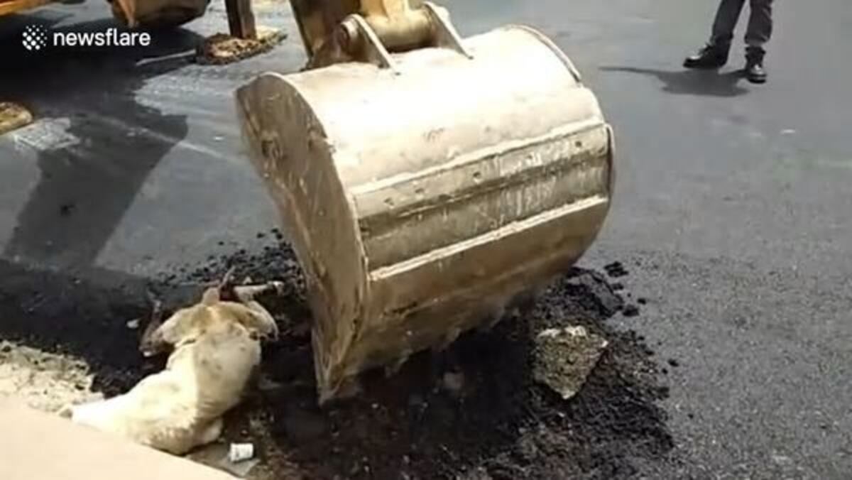 Indignación en India. Asfaltan a un perro que dormía en la calle