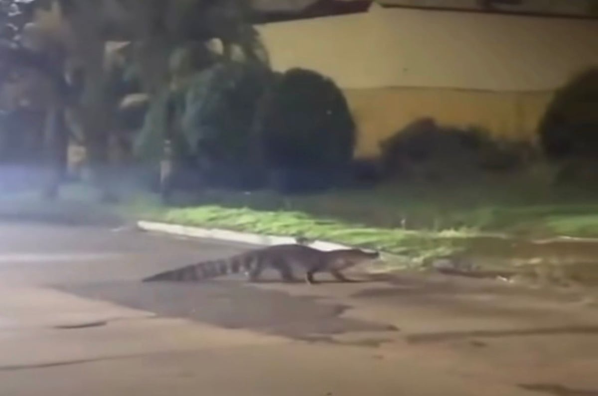 Navidad inesperada en Condado del Rey: vecinos se topan con un lagarto en plena celebración