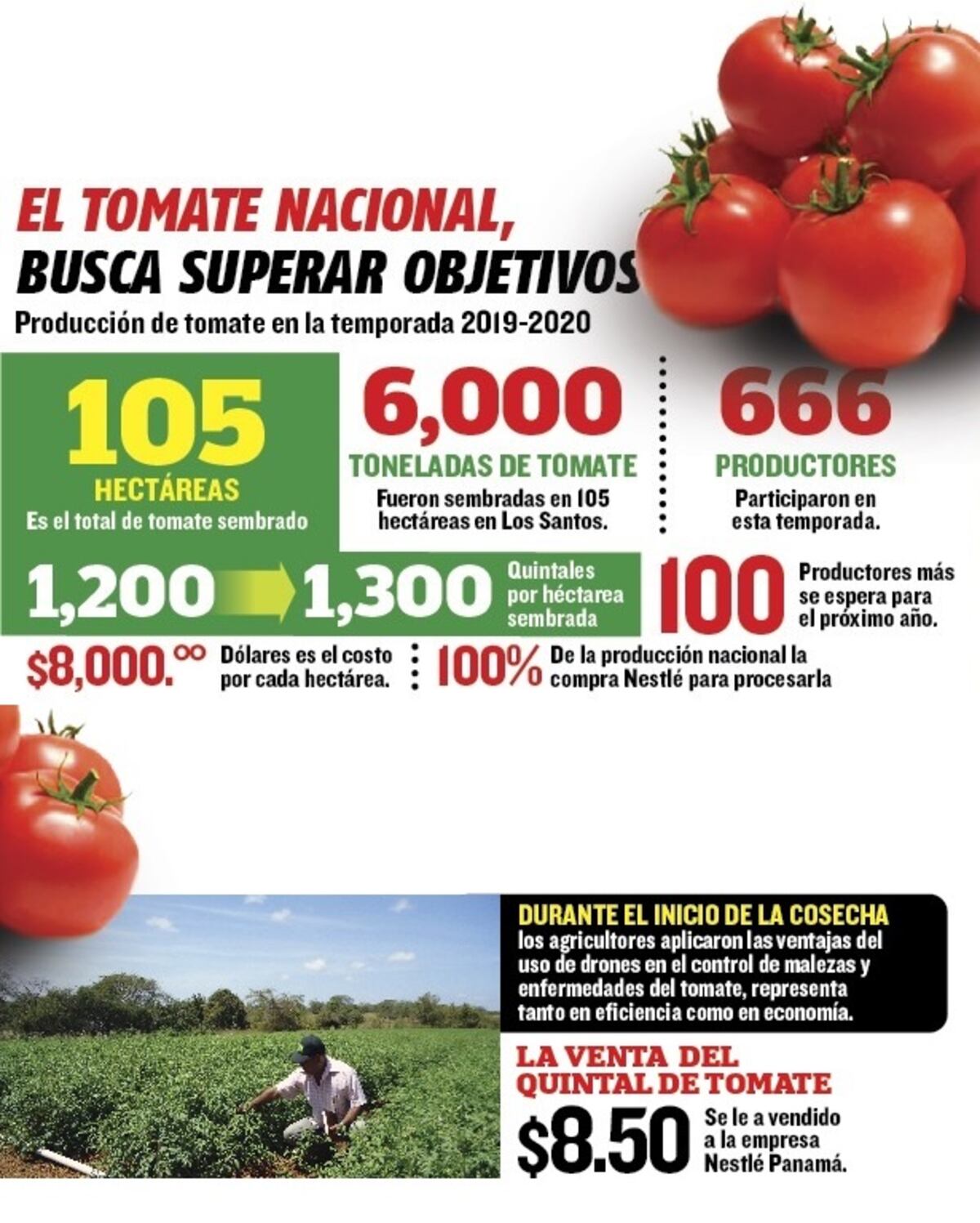 Mi Agro: Se espera sacar entre 6 y 10 mil toneladas de tomate este año en Los Santos