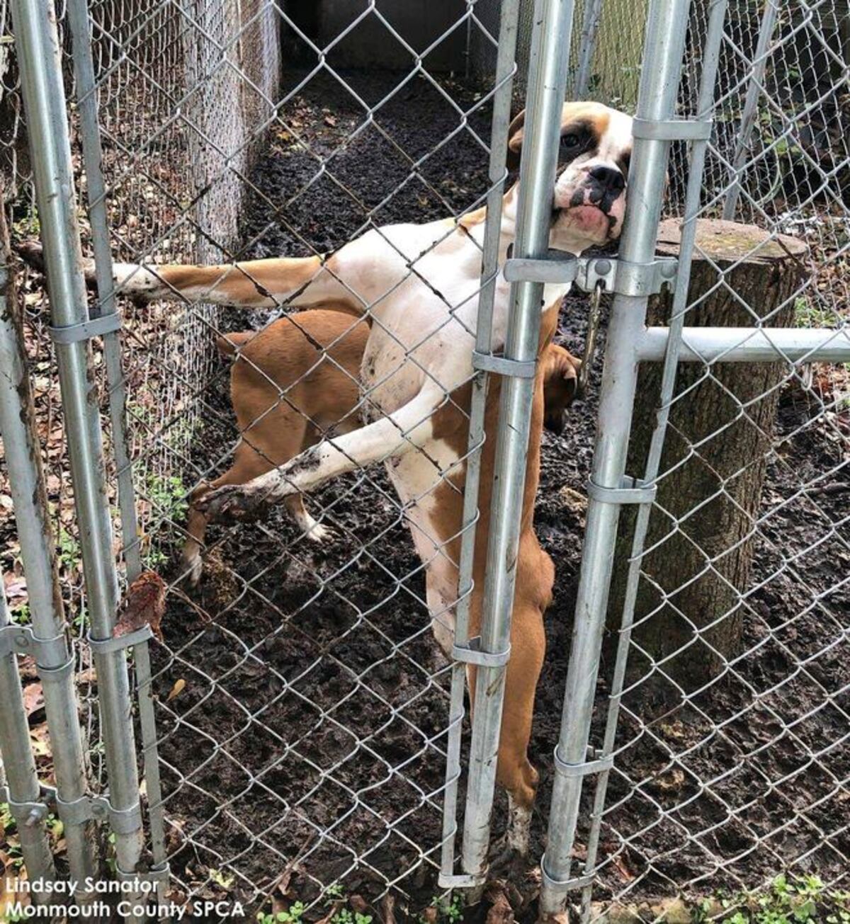 Mujer fue arrestada tras hallarle 40 perros congelados en su casa