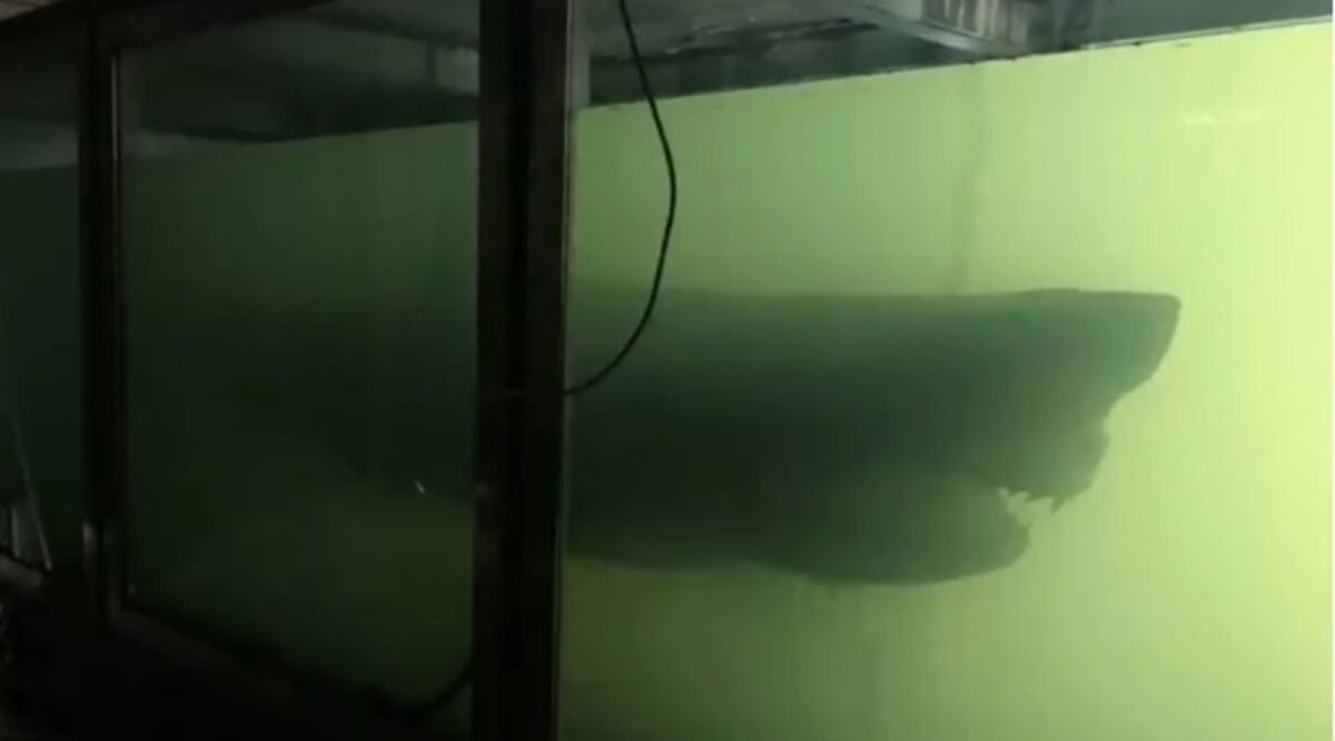 Durante inspección a parque acuático abandonado hallan impresionante criatura