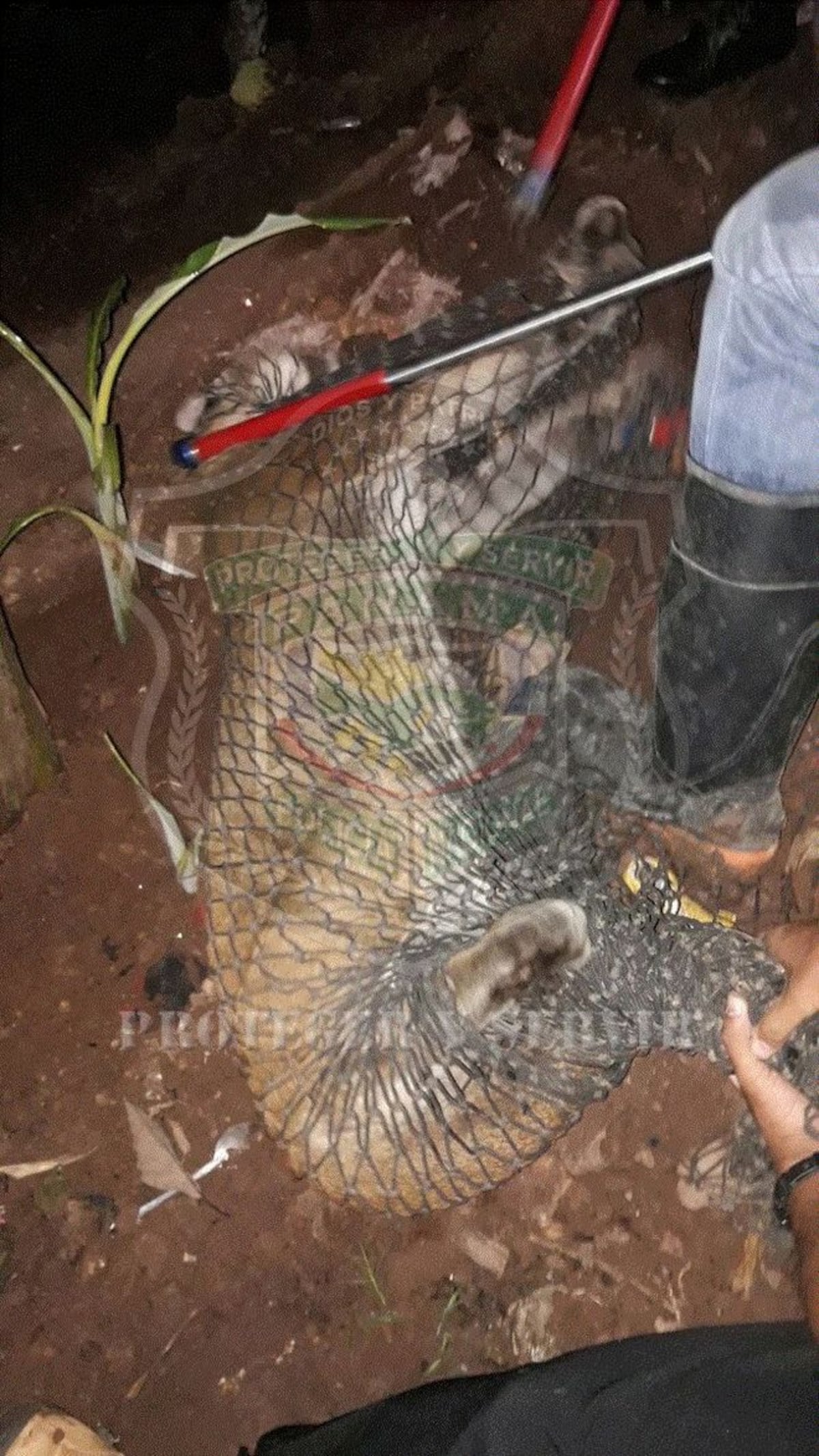 ¡Ay, madre! Puma se metió en residencia en Alcalde Díaz. Autoridades lo rescatan