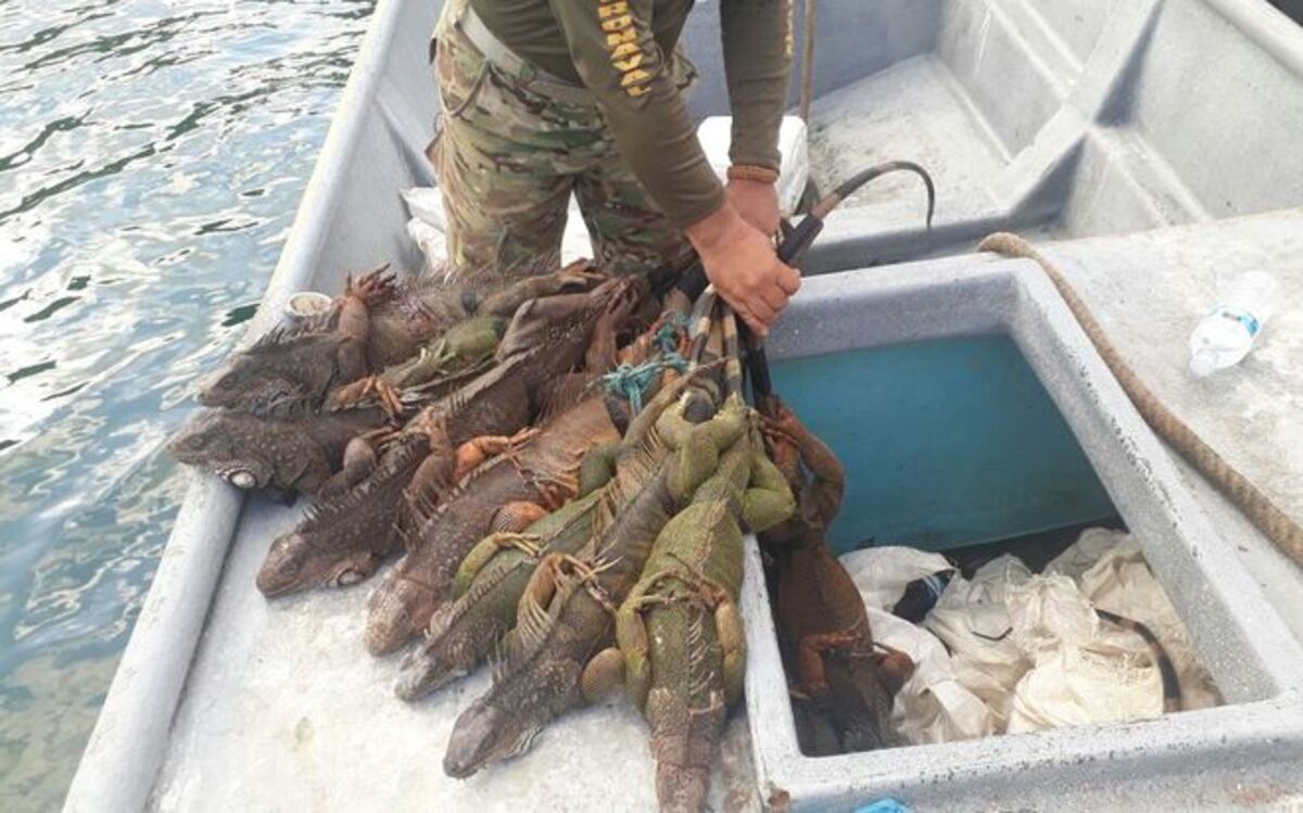 ¡POR CAZAR IGUANAS! Detienen a siete a personas en el Archipiélago de Las Perlas