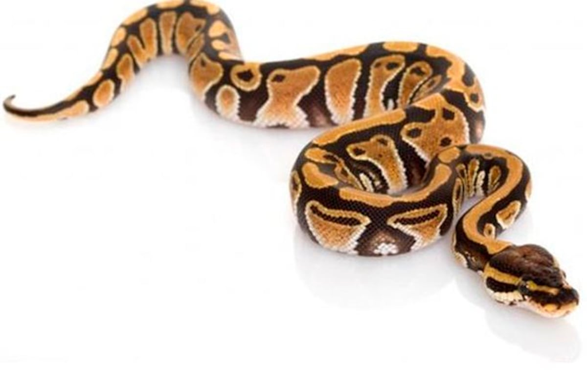 Hallan una serpiente con dos cabezas y dos corazones| VIDEOS