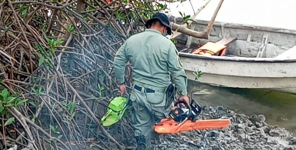 Hombre será sancionado tras talar parte de un manglar en Bejuco en Chame