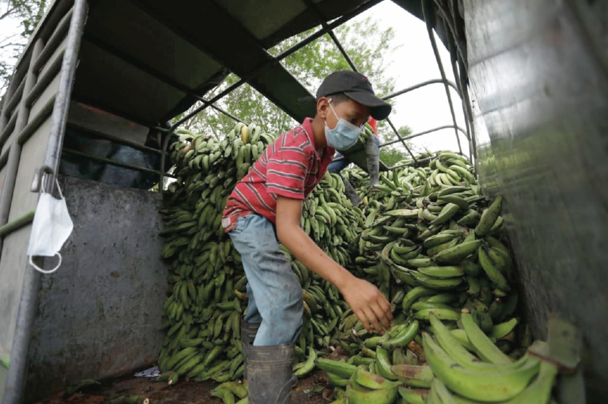 Más de nueve millones de dólares en pérdida en el sector agropecuario dejan lluvias en la provincia de Chiriquí