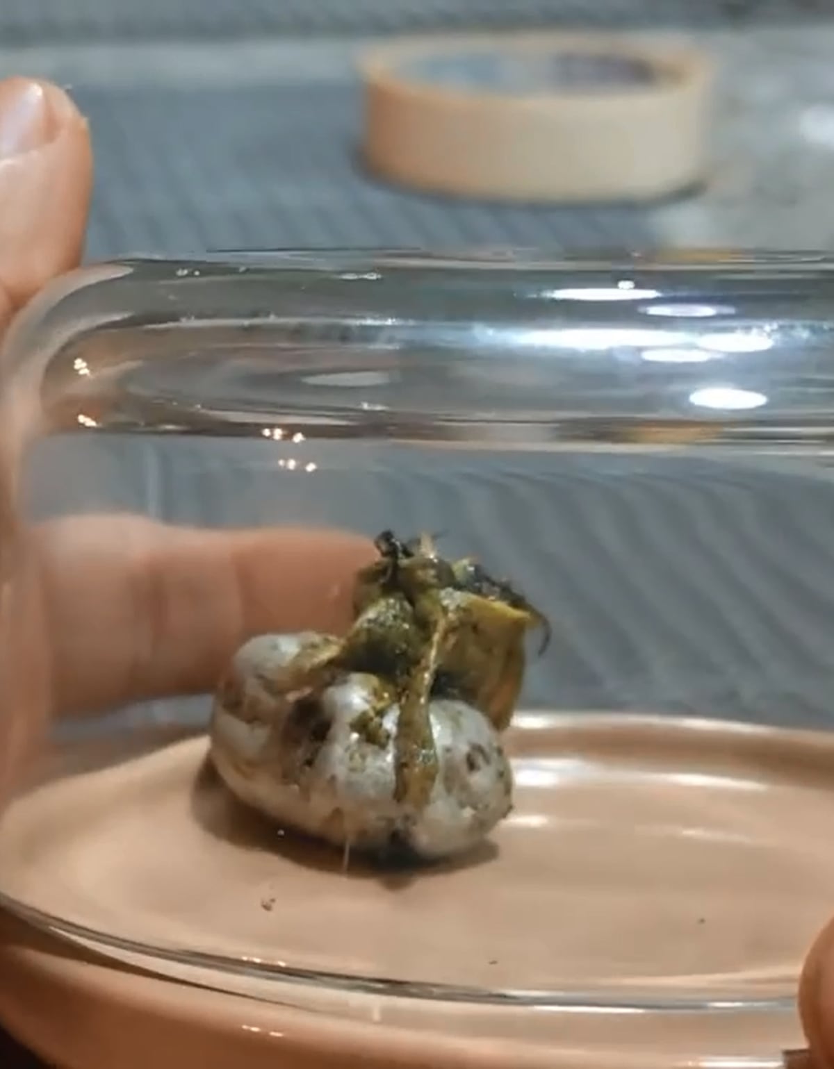 El ‘Venom’ panameño: lo que salió de un meteorito en Pedregal