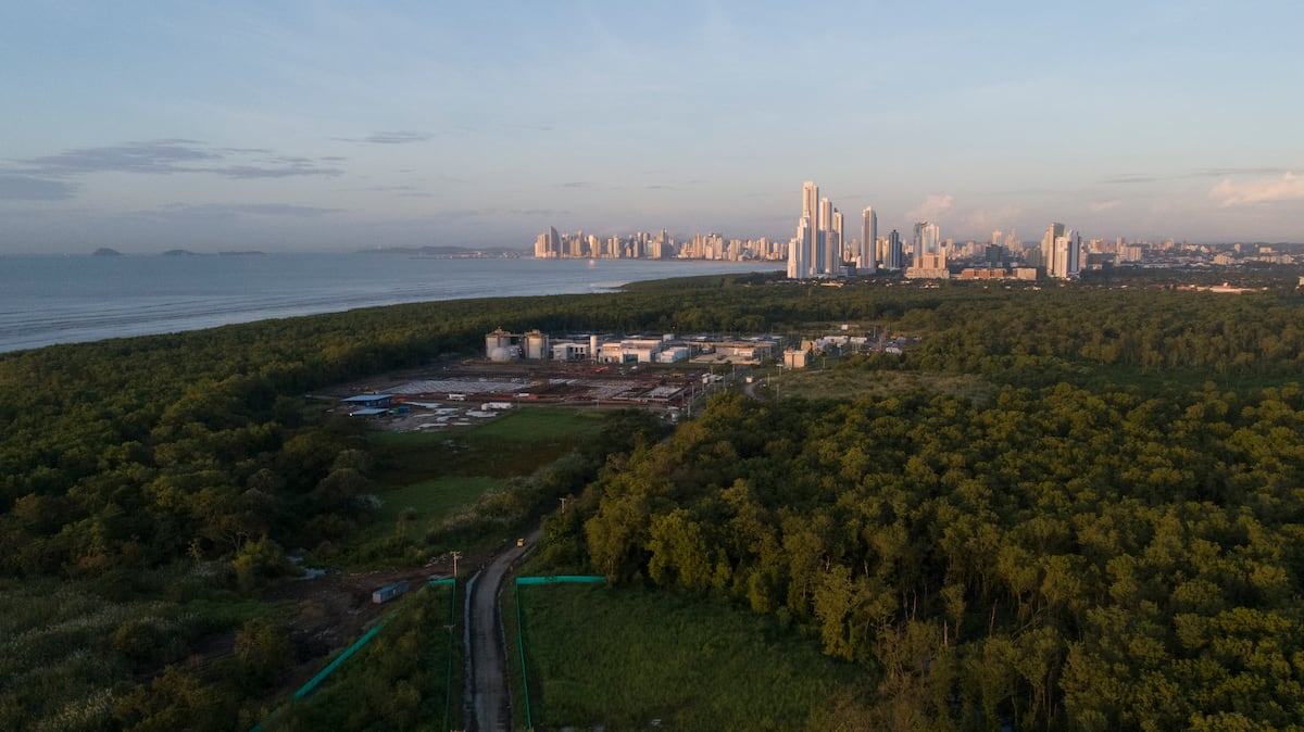 Smithsonian: Manglares de la Bahía de Panamá se recuperan tras la muerte masiva del 2016