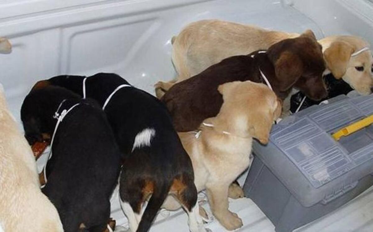 Veterinario colombiano fue extraditado por implantar heroína en cachorros