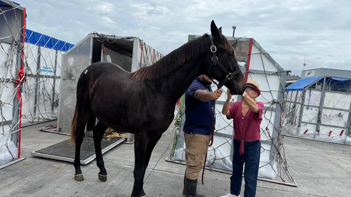 Controles más estrictos ante alza en importación de animales mayores