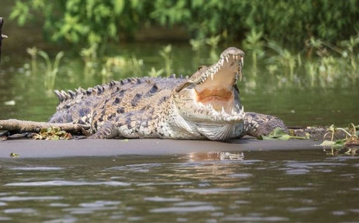 Cocodrilo ataca a niño de 12 años en playa La Blanca