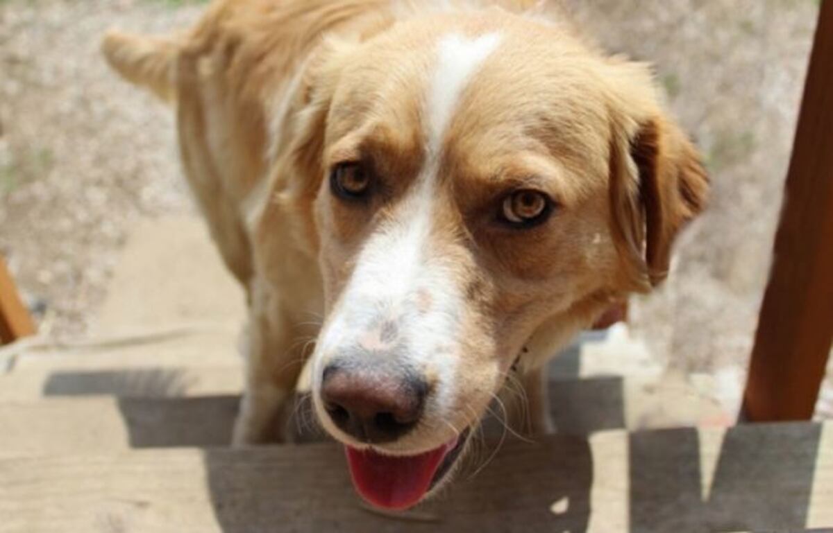 'Arrestan' a un perro y su expresión de culpabilidad se vuelve viral. +Foto