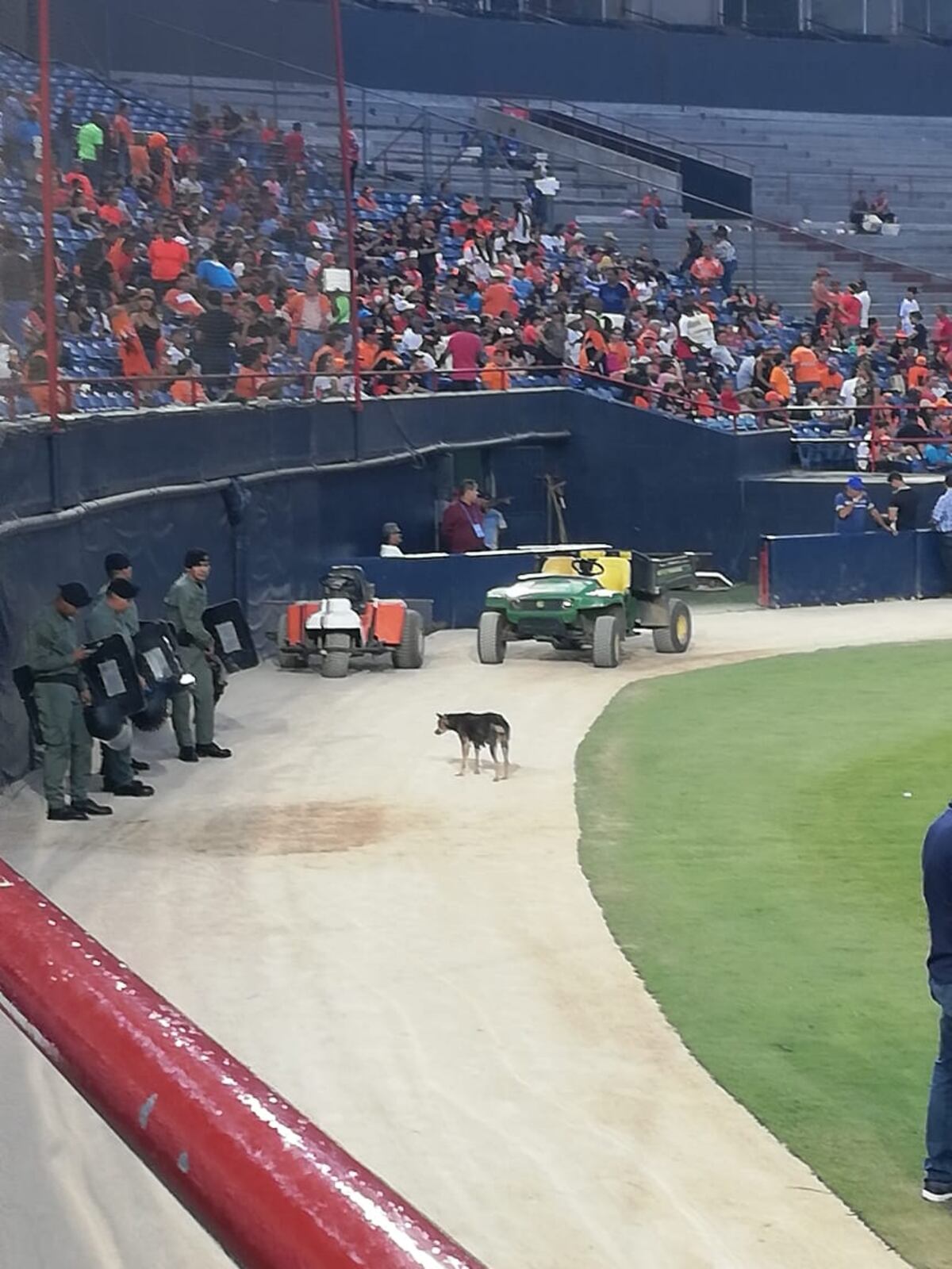 Firulay, la perra más famosa del Rod Carew, ahora tiene una nueva vida