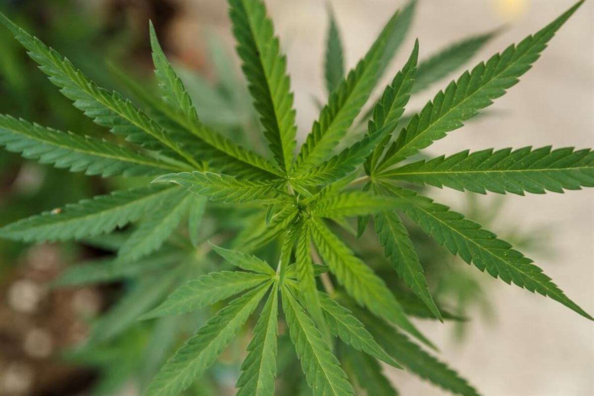 Estados Unidos perdonará a todos los condenados por posesión de marihuana