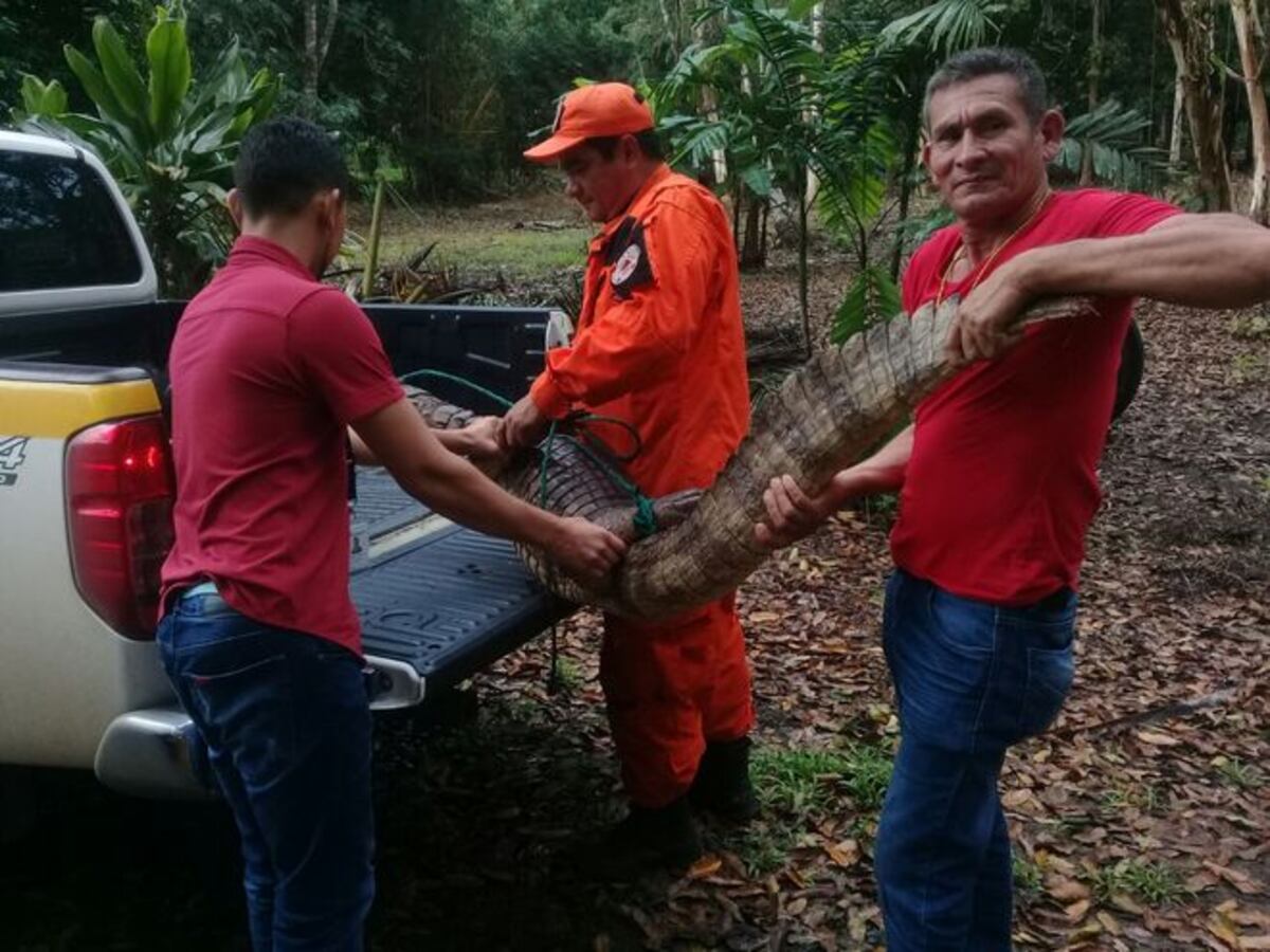 ¡QUÉ SUSTO! Mujer encuentra en su baño a lagarto de dos metros en Felipillo