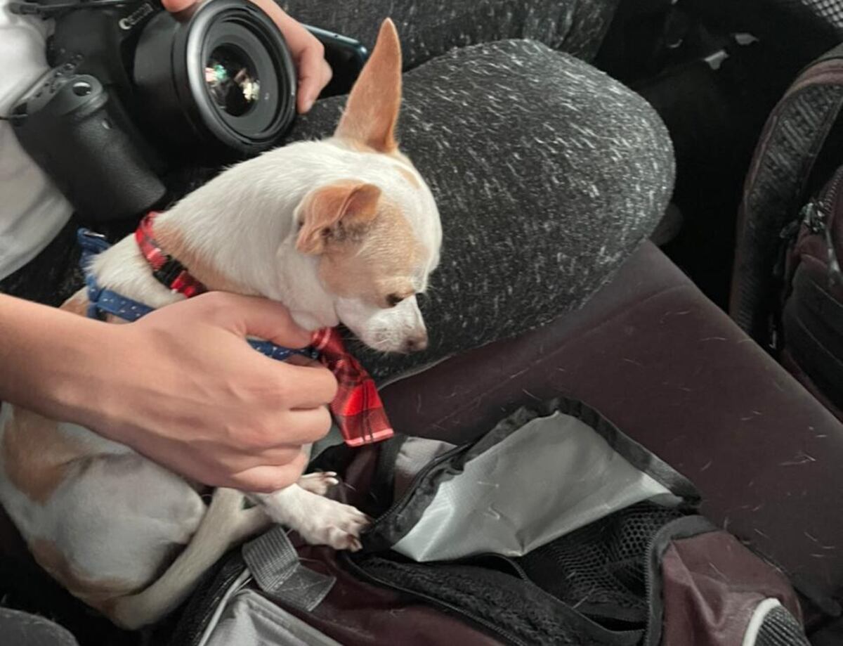 Agresor del chihuahua Duke es sancionado con 500 dólares, pero el can debe regresar a su casa