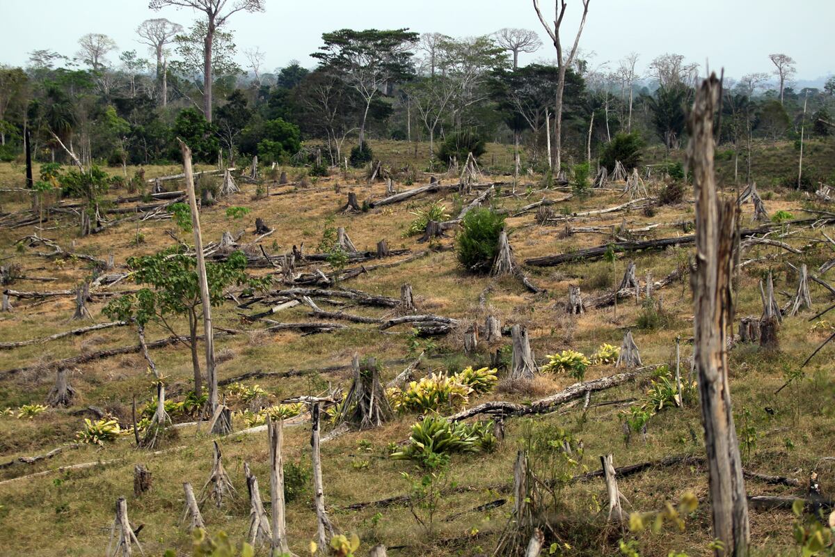Se han perdido casi 21 mil hectáreas de bosques en Darién