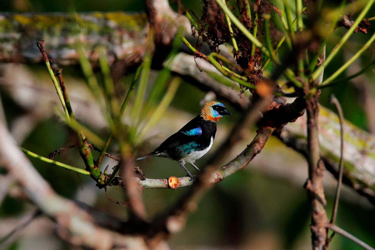 Panamá busca ser ‘líder’ en avistamiento de aves en Centroamérica