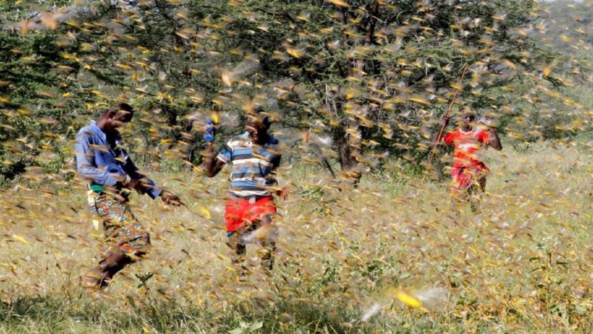 Somalia declara emergencia nacional por la plaga de langostas que está asolando Asia y África